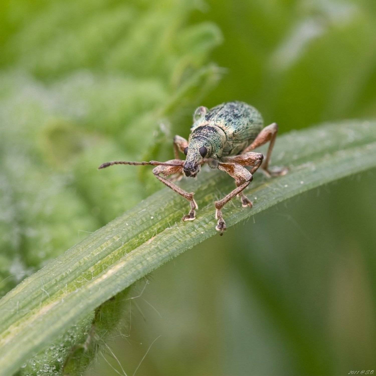 долгоносик, , , ruesselkaefer, , , curculionidae, , , weevil, Eustignos Sergej