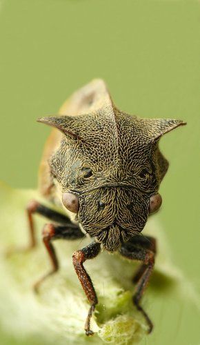 Портрет горбатки