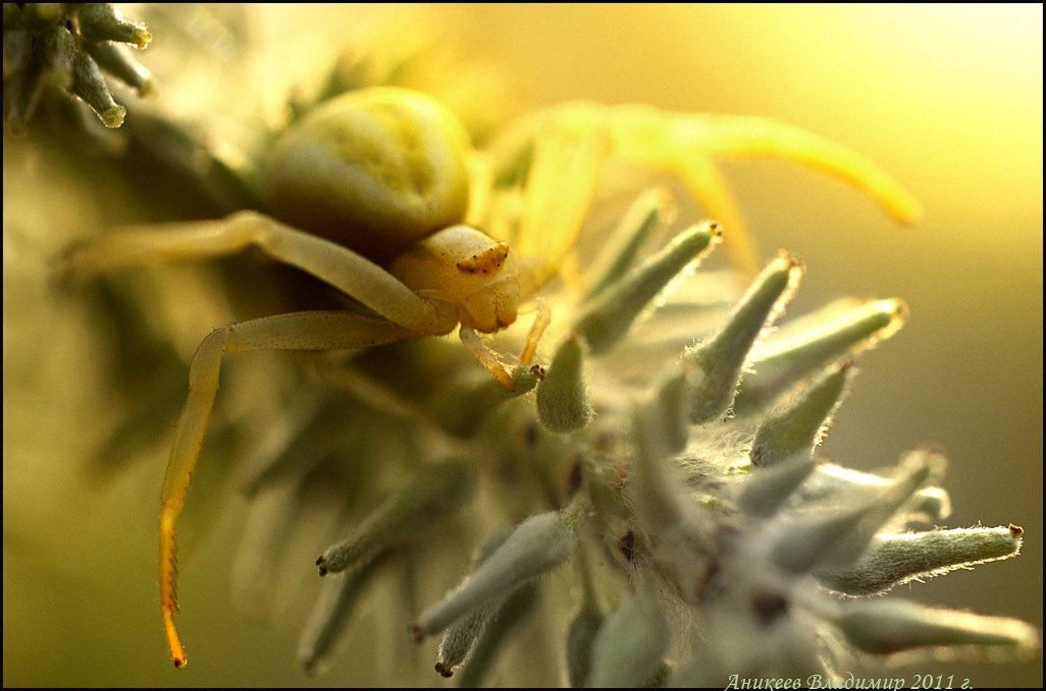 , Аникеев Владимир