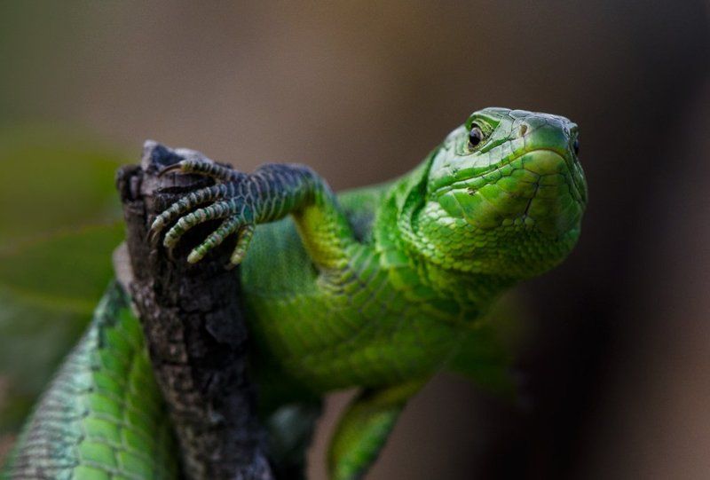 Кто здесь?.. фото превью