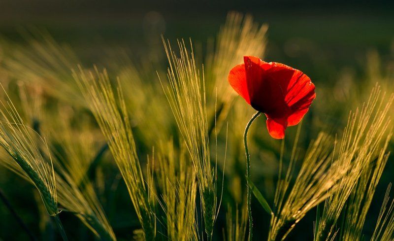 мак Придорожный... фото превью