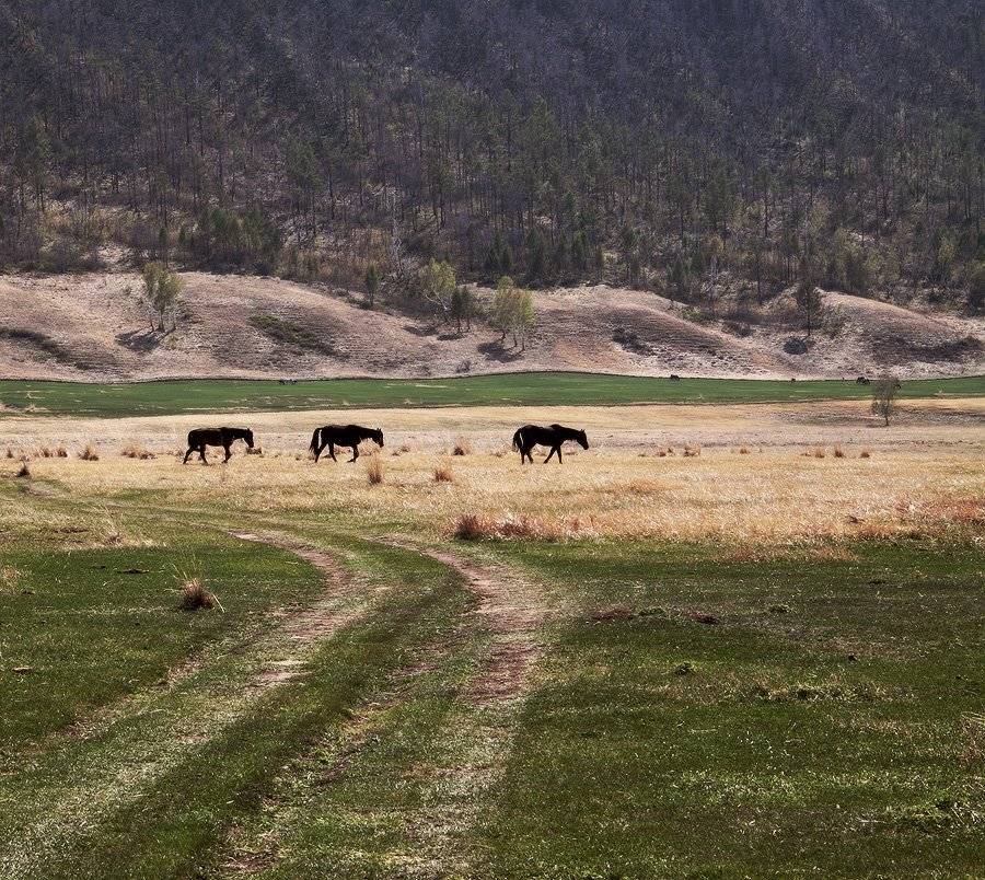 , Николай Морский