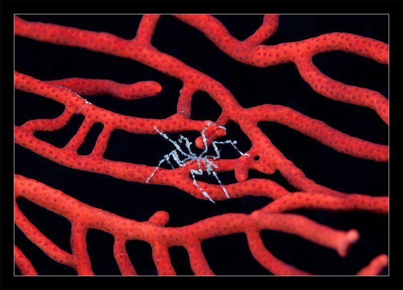 fiji, macro, pattern, art, color, coral, natute Два узора фото превью