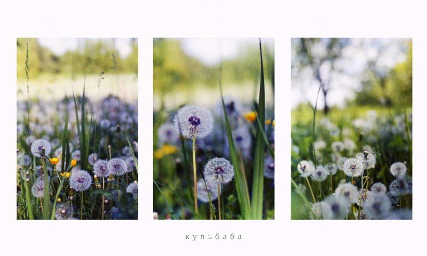 , Роман Чайка