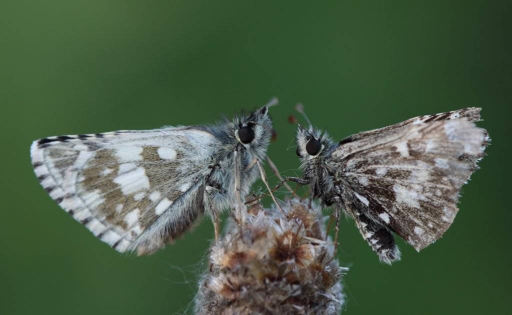 , Сергей Таланов