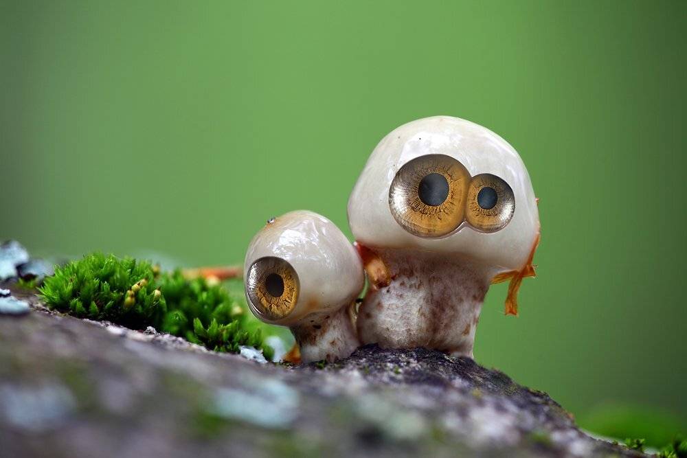 , Михаил Псарёв