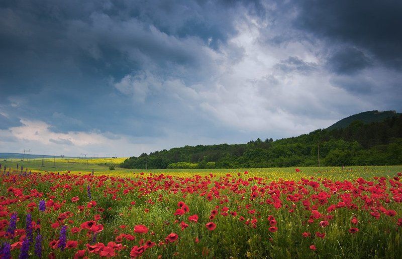 summer, rain, red, flower, dramatic drama in red фото превью