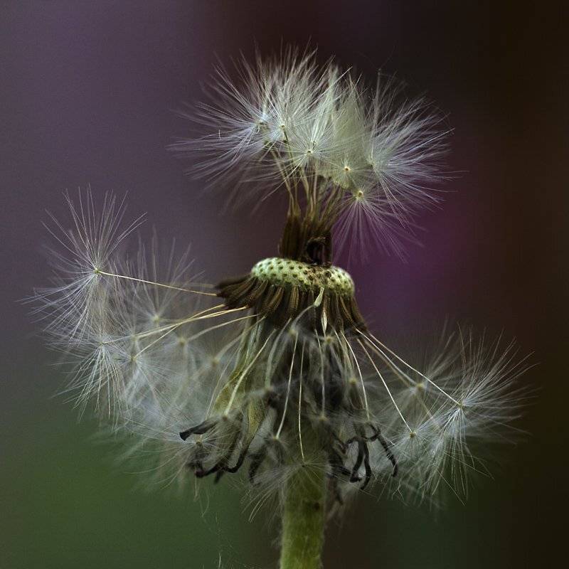 , СПИРИДОНОВ НИКОЛАЙ