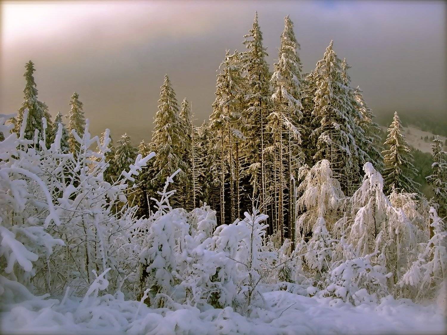 , Vasylevskyy Vitaliy