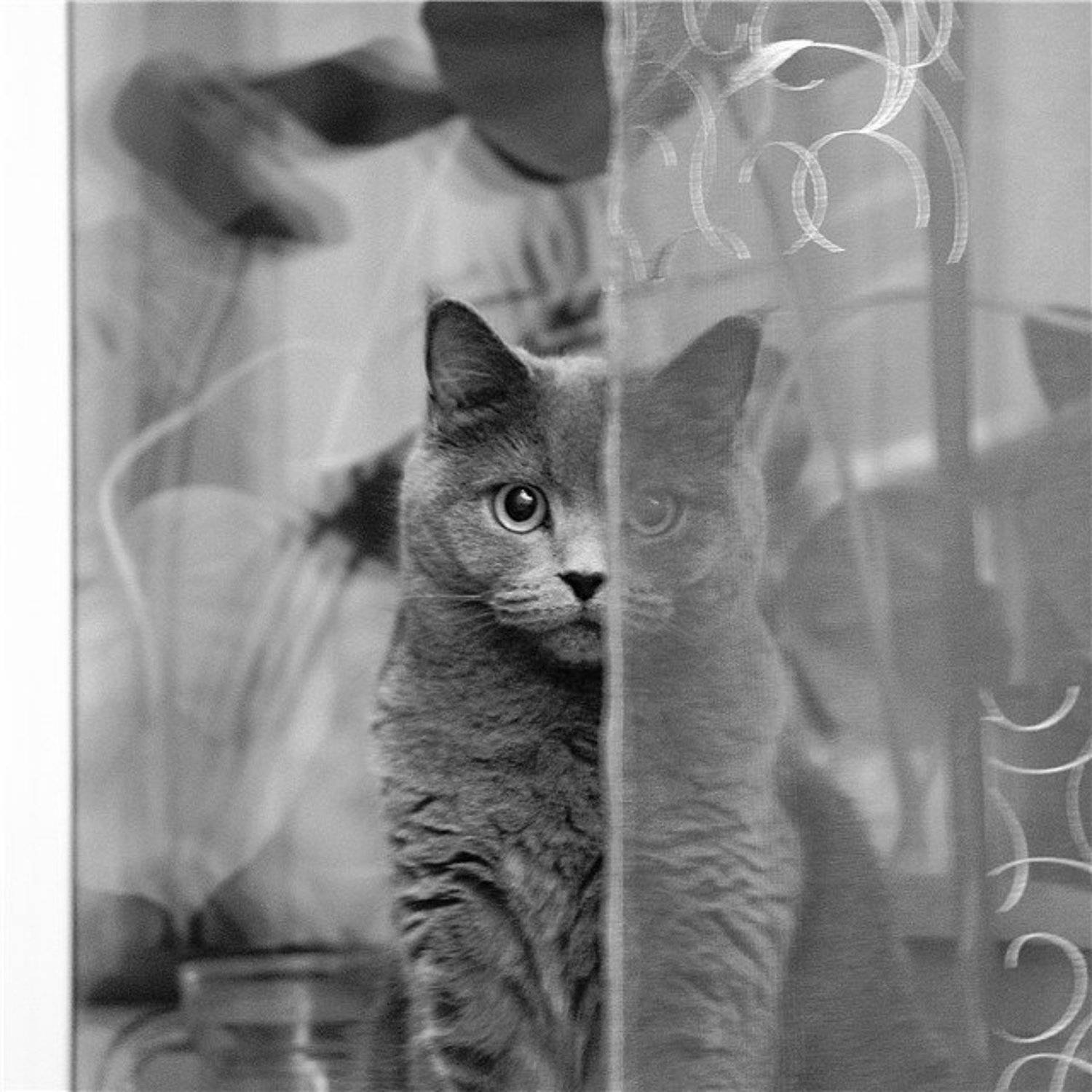 кошка, кот, животные, звери, Masha