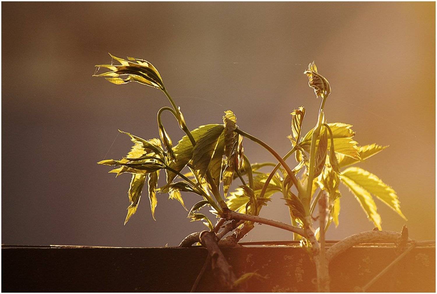 , Роман Белоцерковец