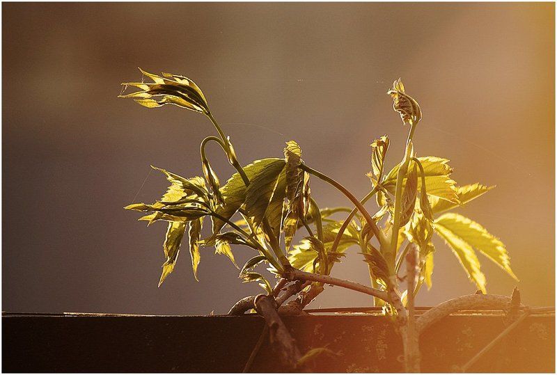 `Солнце садится, любимый...` фото превью