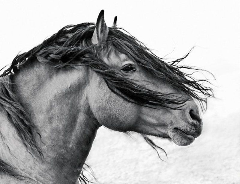 alisalitvinova фото превью