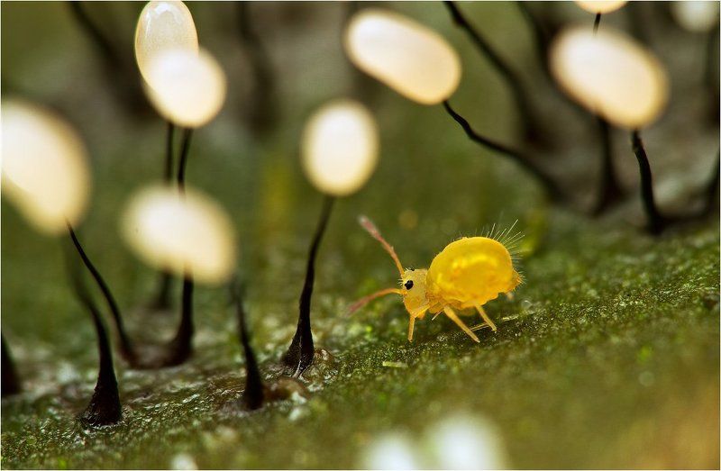коллембола, слизевики Маленькая коровка в лесу гигантских фонарей фото превью