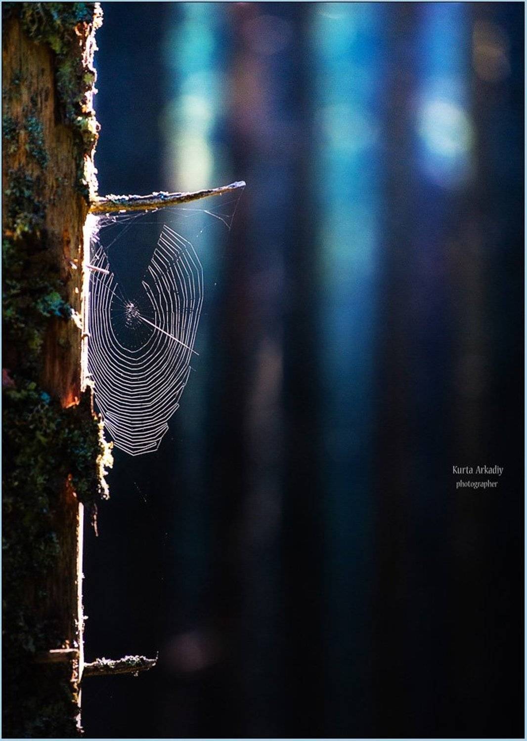 путешествия,карпаты,утро,лес,паутина, Аркадий Курта