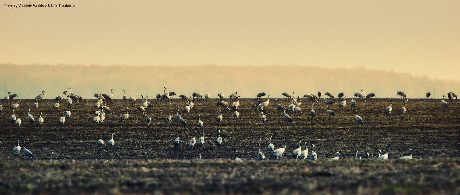 , &copy; =Vladimir Meshkov=