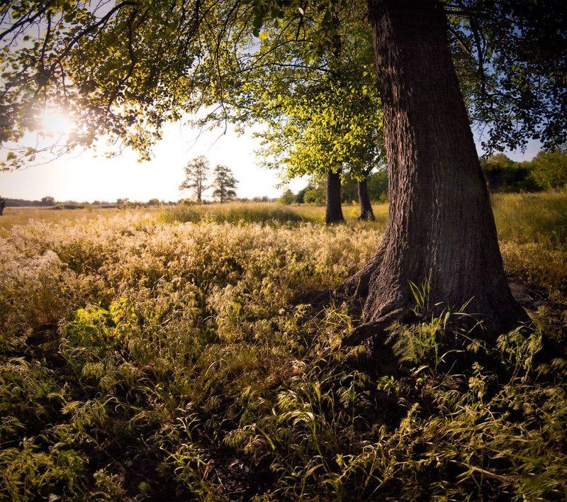 панорама, природа, дерево, пейзаж, вечер у дерева фото превью