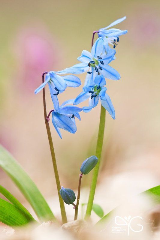 пролеска, сибирская, заповедник, белогорье, весна, цветок, дубрава, лес, ворскла, scilla, sibirica, reserve, belogorie, spring, flower, oak, forest, vorskla Пролеска с фиолетовым пятном позади фото превью
