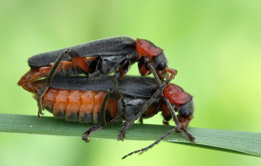 жуки, пожарники, Сергей Таланов