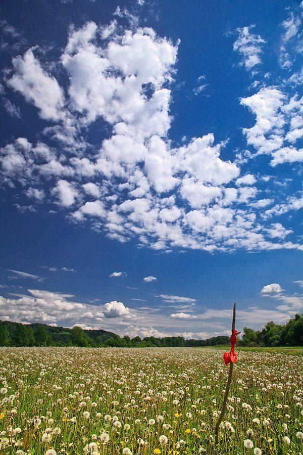 западная сибирь, мыски, одуванчики, небо, Сергей Белявцев