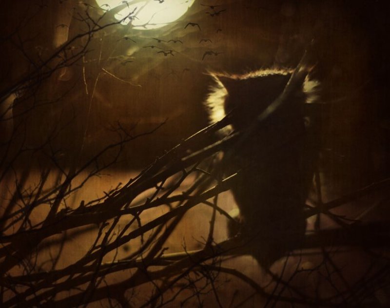 В ночной тишине фото превью