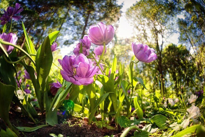 *** фото превью