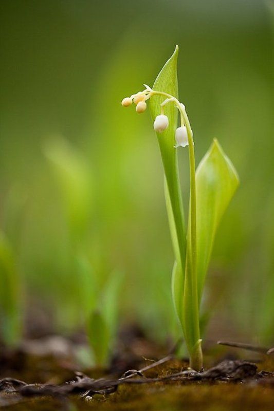 ландыши и на мху растут ландыши фото превью
