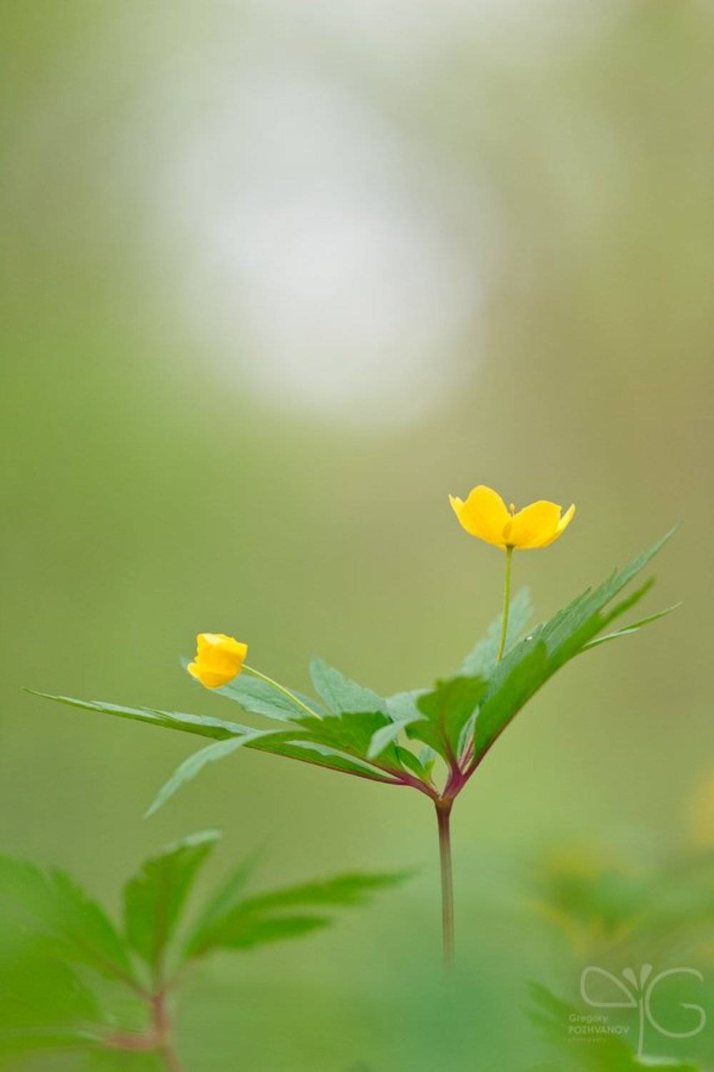 анемон, ветреница, лютиковидная, заповедник, белогорье, лес, дубрава, ворскла, весна, цветок, flower, anemone, ranunculoides, reserve, belogorie, oak, forest, vorskla, spring, Григорий Пожванов