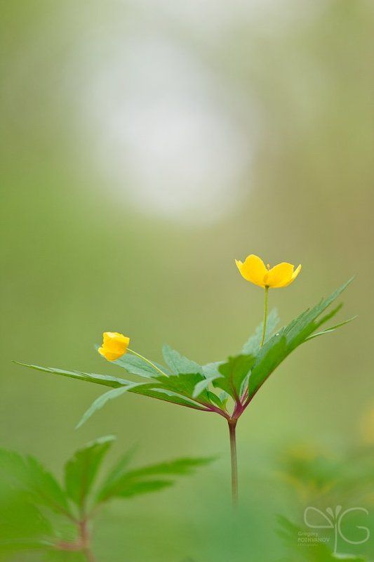 анемон, ветреница, лютиковидная, заповедник, белогорье, лес, дубрава, ворскла, весна, цветок, flower, anemone, ranunculoides, reserve, belogorie, oak, forest, vorskla, spring Жёлтый анемон в дубраве фото превью