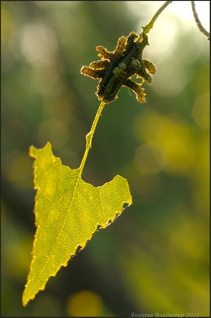 , Аникеев Владимир