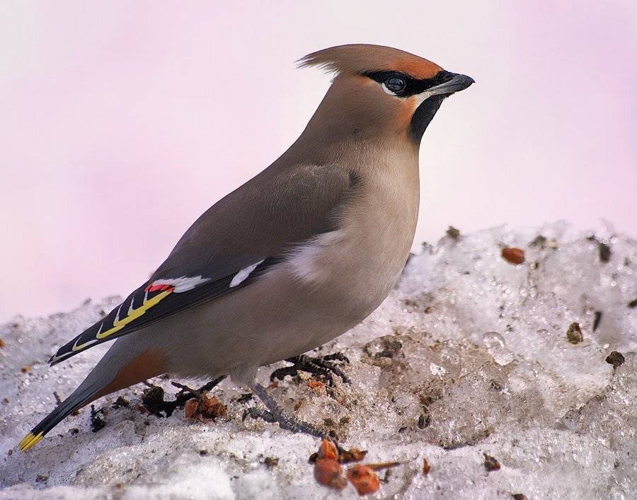 зима, снег, птица, свиристель, Ирина Фурашова