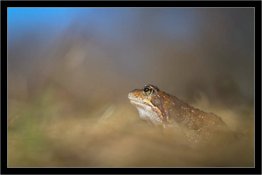 лягушка, Alexey Lobanov