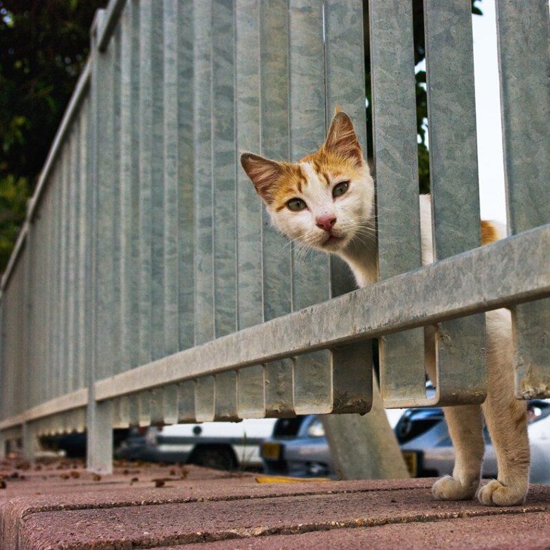 *** фото превью