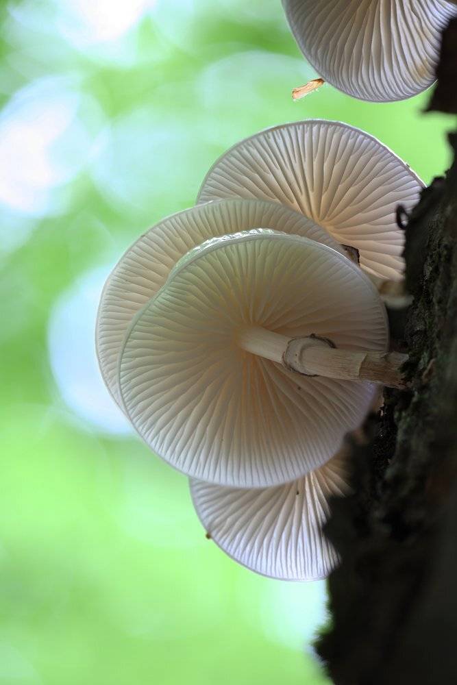 грибы, поганка, Михаил Псарёв