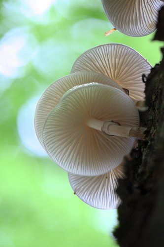 бледная поганка