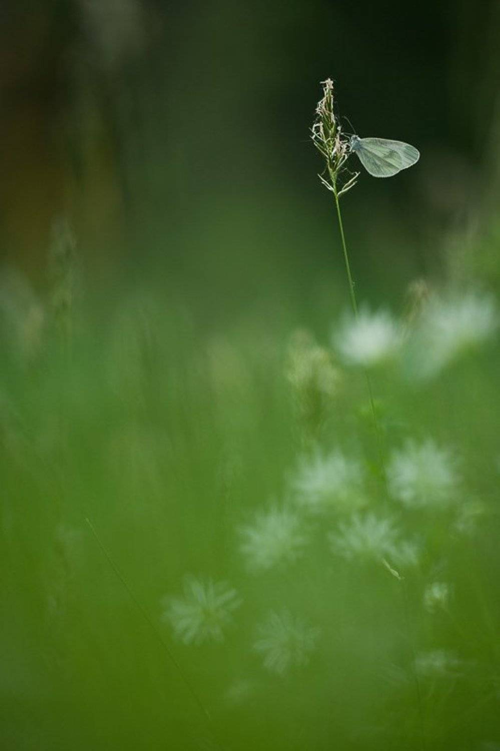 бабочка, трава, Юлия