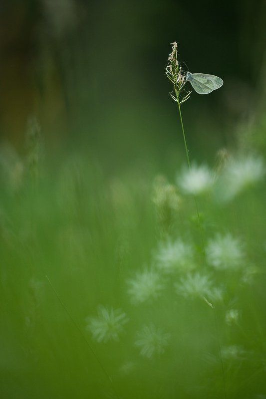 бабочка, трава в зеленом мире фото превью