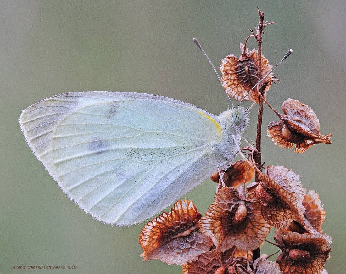 , Сергей Голубенко