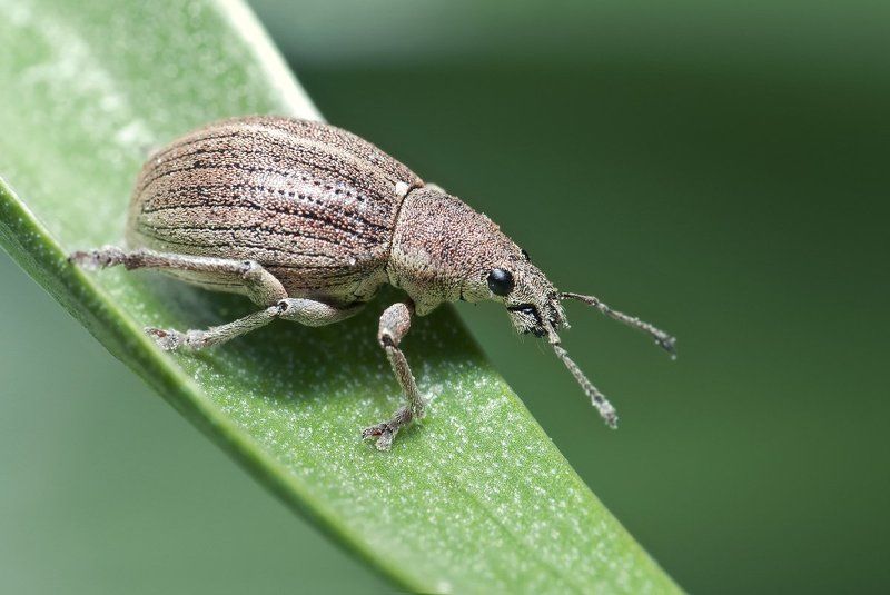 слоник, долгоносик, макро, micro-nikkor af 105mm f/2.8 d, nikon d80 Из жизни слоников: 1+2+3 фото превью
