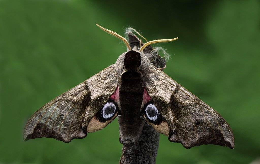 бражник, Сергей Таланов