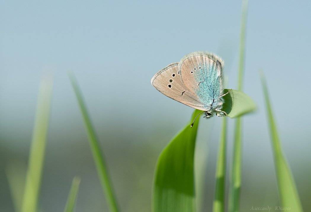 , Александр Юкарев