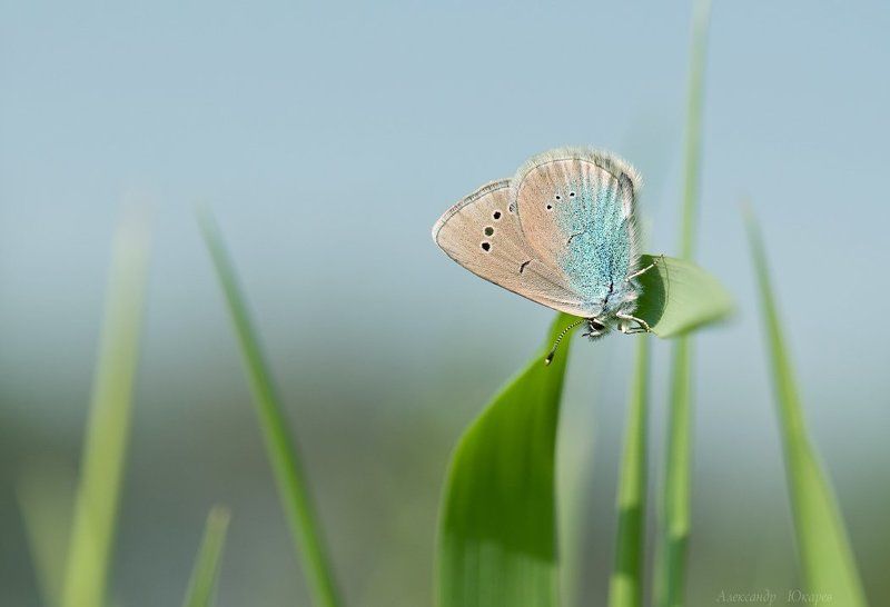 Под небом голубым... фото превью