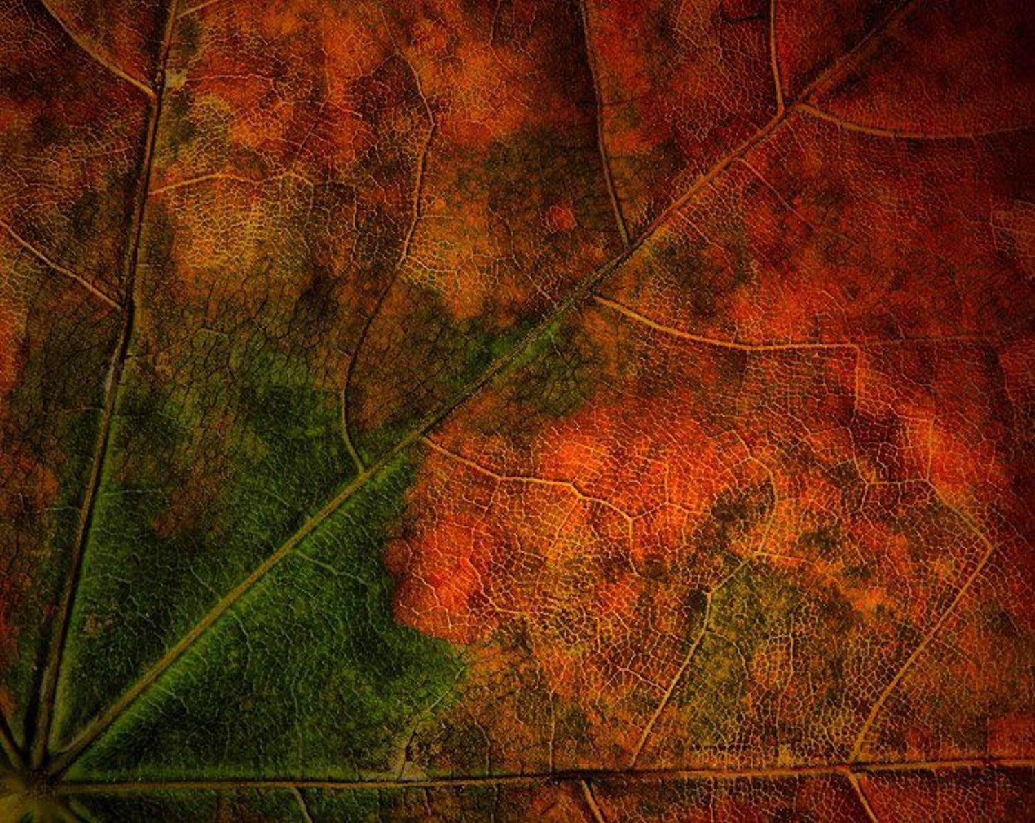 , Михаил Палинчак