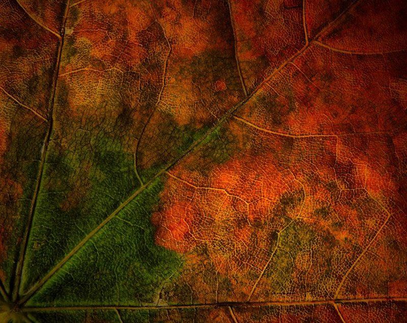 Цвета осени фото превью