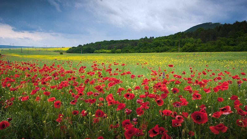 маки, landscape, red, flowers, field маки фото превью