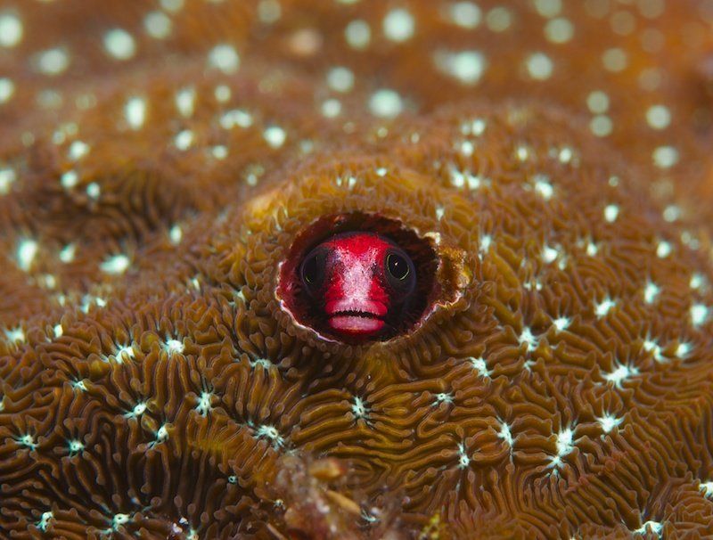 Cocos фото превью