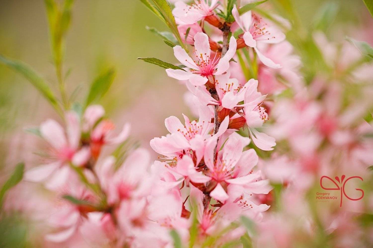 карликовый, миндаль, dwarf, almond, amygdalus, nana, белогорье, природный, парк, ровеньский, весна, цветок, флора, Григорий Пожванов