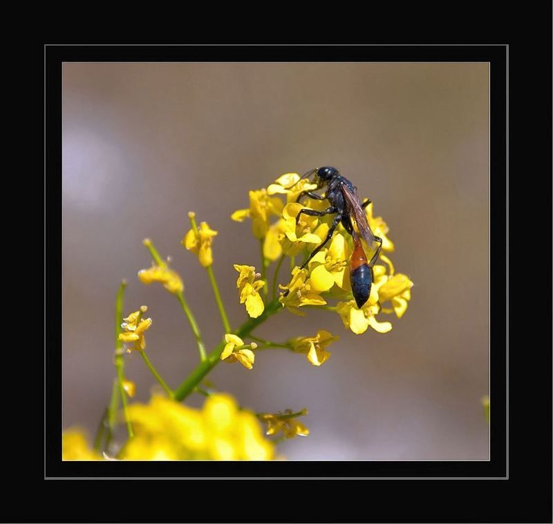 природа, макро В ожидании ветра  ...перемен  ... фото превью