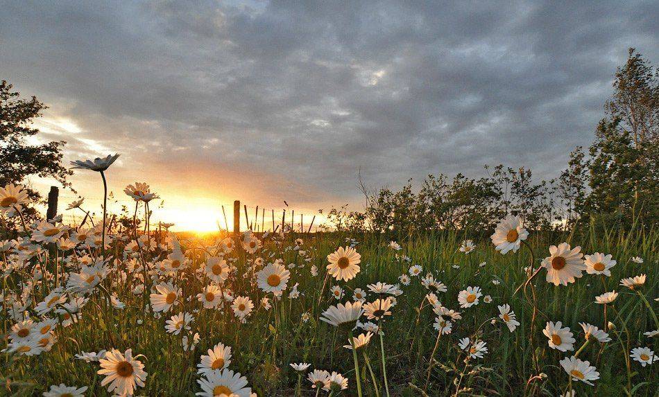 , Октай Гусейнов