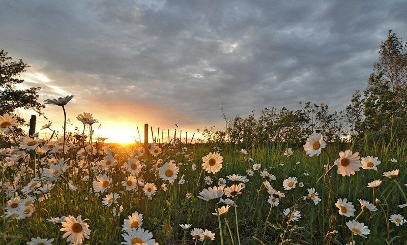 Ромашковый закат фото превью